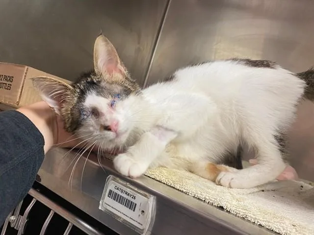 A young small-sized male Domestic Short Hair cat named Kenshi for adoption in Fort Wayne, IN