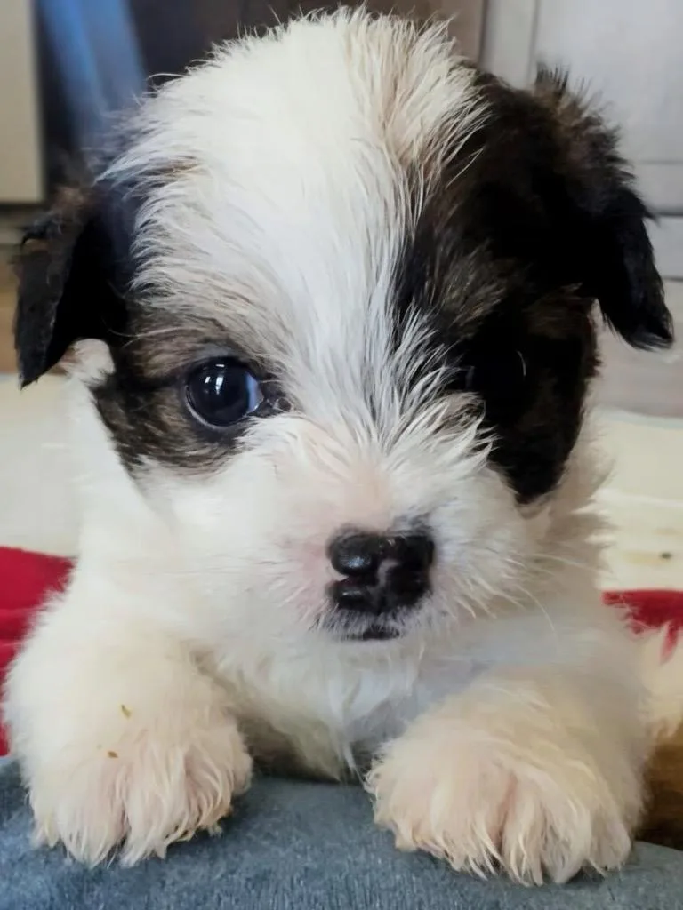 A baby small-sized male Terrier dog named Brad for adoption in Manhattan Beach, CA
