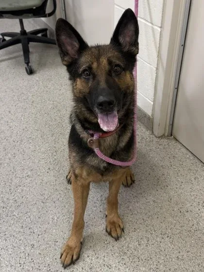 An adult medium-sized female German Shepherd Dog dog named Lumine for adoption in Fishers, IN