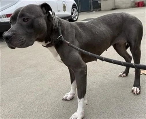 An adult large-sized female Pit Bull Terrier dog named Fidget Spinner for adoption in Sacramento, CA
