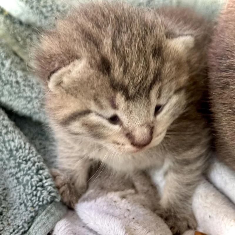 A baby small-sized male Gray / Blue / Silver Domestic Short Hair cat named Tungsten for adoption in Hamilton, GA