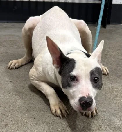 A young medium-sized female White / Cream Pit Bull Terrier dog named Majella for adoption in Cleveland, OH