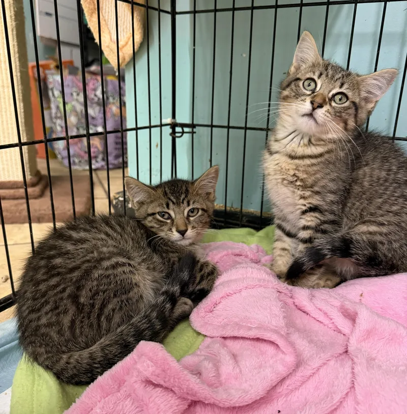 A baby medium-sized female Tabby (Brown / Chocolate) Domestic Short Hair cat named Cassy & Coco for adoption in Hudson, NY