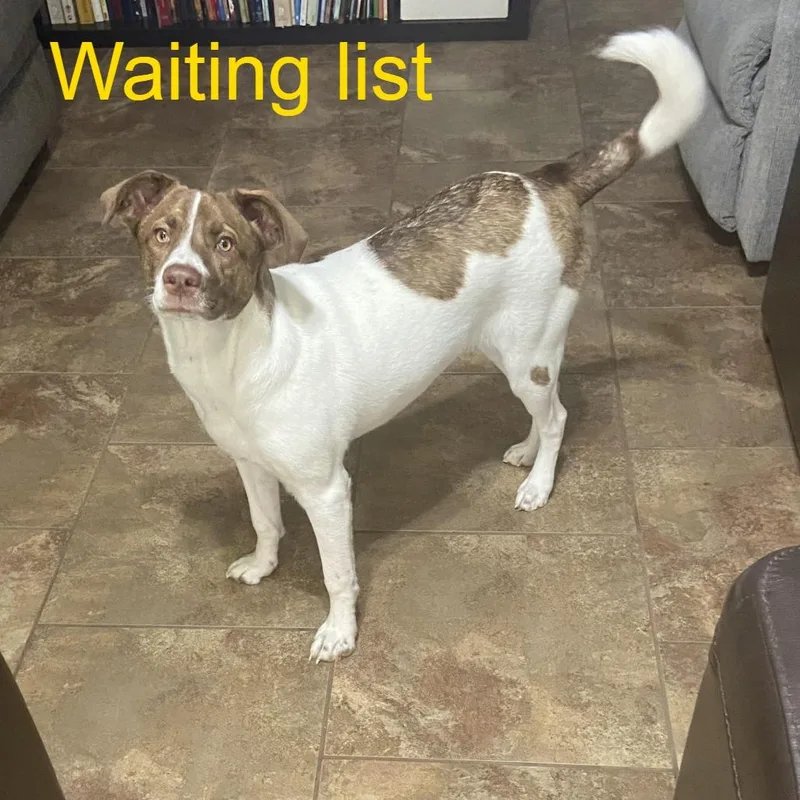 An adult medium-sized female Australian Shepherd dog named Vixen for adoption in Livingston, TX