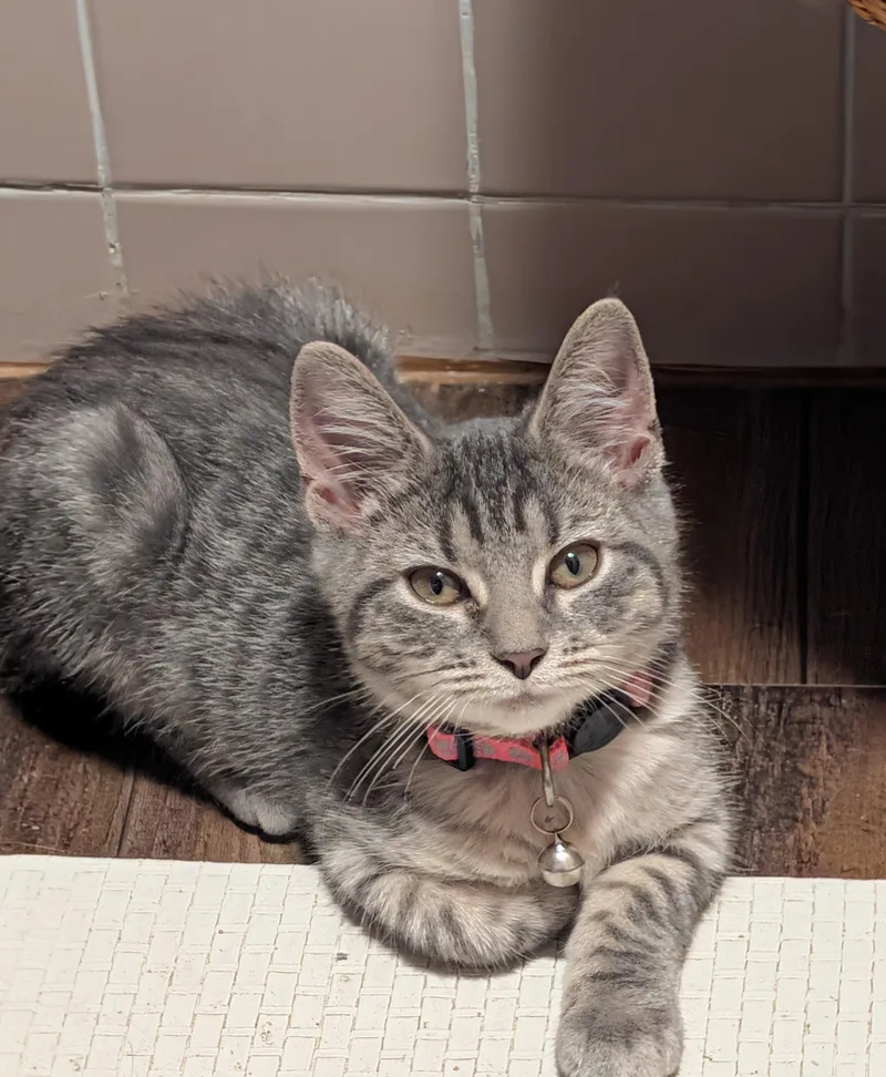 A young medium-sized female Tabby (Gray / Blue / Silver) Domestic Short Hair cat named Liberty for adoption in Kenhorst, PA