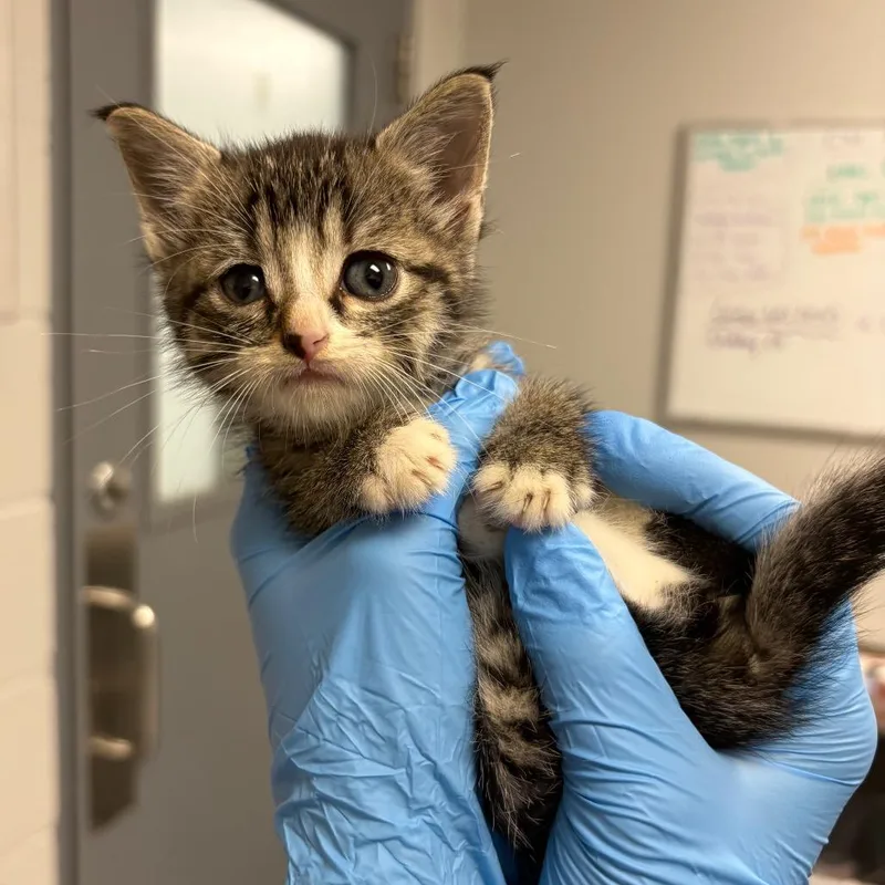 A baby small-sized male Domestic Medium Hair cat named Purrsain Bolt for adoption in Greenville, SC