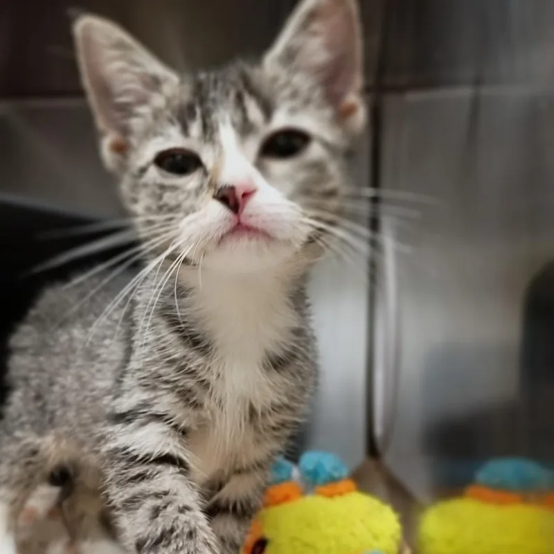 Purrsain Bolt thumbnail 2