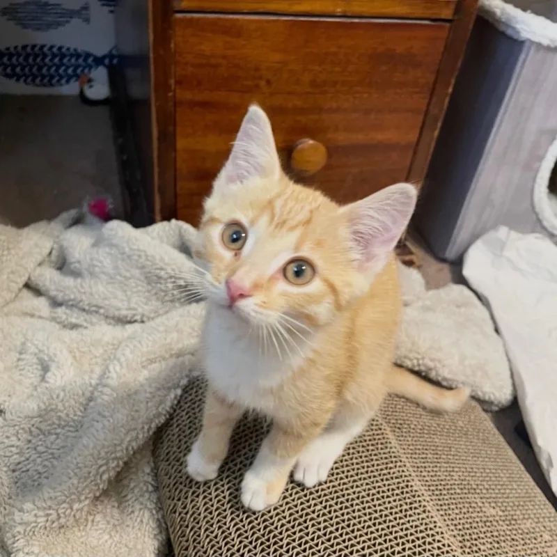 A baby small-sized female Orange / Red Domestic Short Hair cat named Peaches for adoption in Goshen, IN