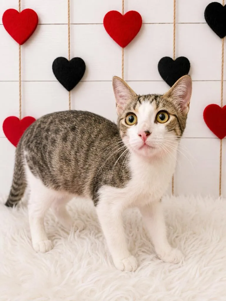 A baby small-sized female Domestic Short Hair cat named Rarity for adoption in Corpus Christi, TX