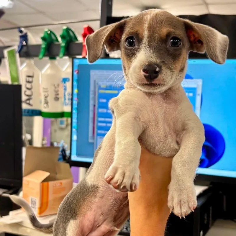 A baby small-sized male Brown / Chocolate Dachshund dog named Chip for adoption in Tacoma, WA