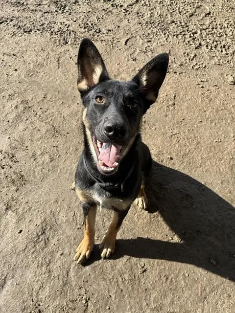 A young small-sized male Shepherd dog named Jack for adoption in Riverside, CA