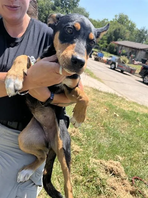 A baby small-sized female Australian Cattle Dog / Blue Heeler dog named A for adoption in Oklahoma City, OK