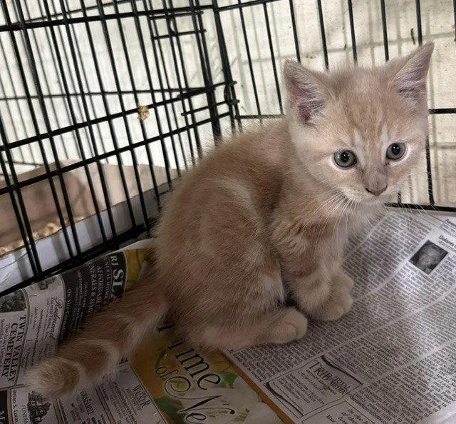 A young medium-sized male Orange & White Domestic Medium Hair cat named Guillermo for adoption in Apollo, PA