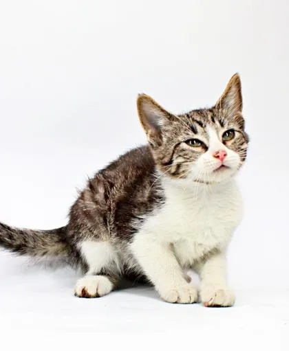 A baby small-sized female Domestic Short Hair cat named Daniella for adoption in Morton Grove, IL