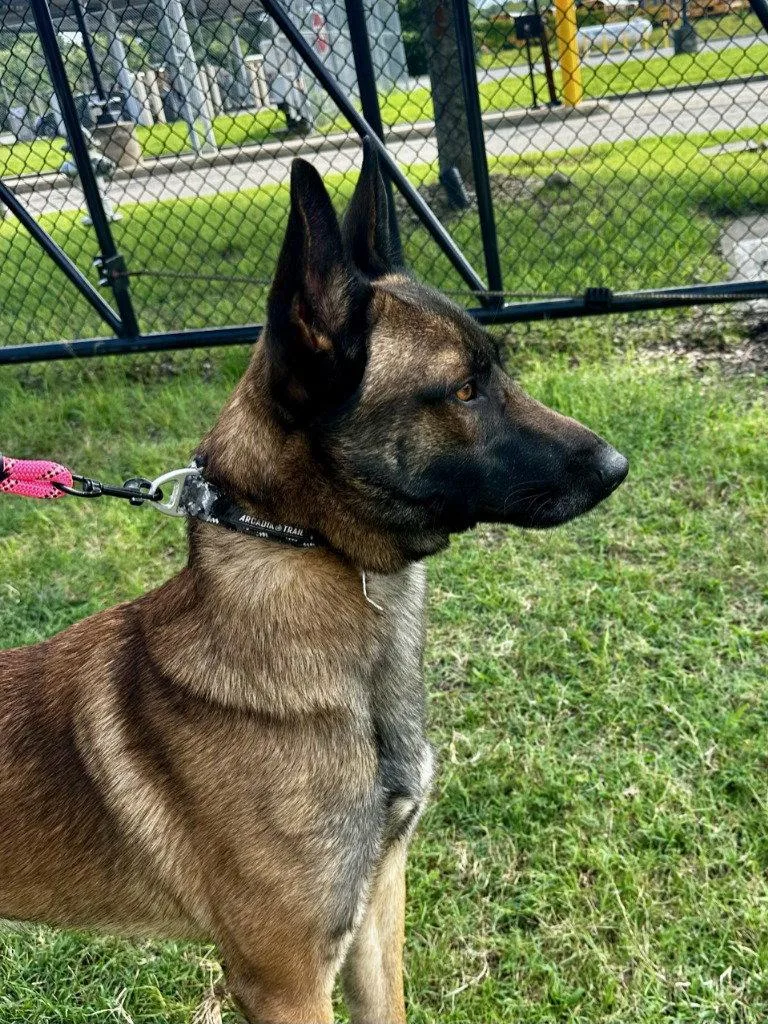 An adult large-sized male Belgian Shepherd / Malinois dog named DQ  Prince Humperdinck for adoption in Glen Allen, VA