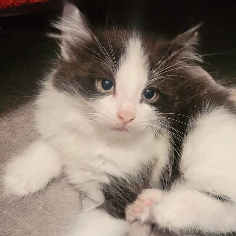 A baby small-sized male Black Domestic Long Hair cat named Kelso for adoption in Buffalo, MN