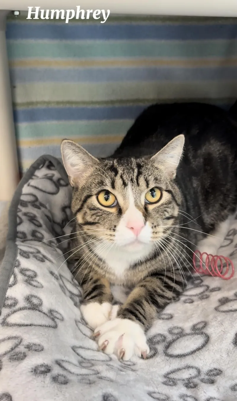 An adult medium-sized male Tabby (Buff / Tan / Fawn) Tabby cat named Humphrey for adoption in Little Falls, MN