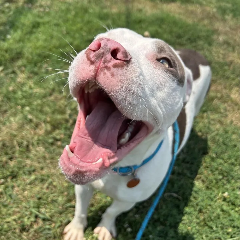 A young medium-sized female White / Cream Pit Bull Terrier dog named Precious for adoption in Springfield, MO