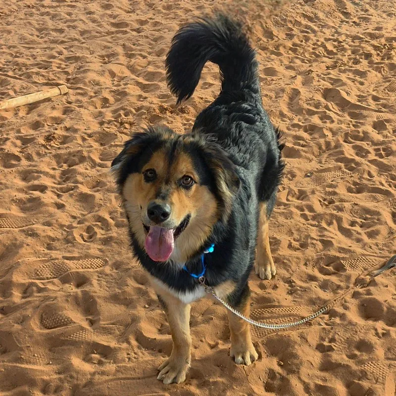 Bolt