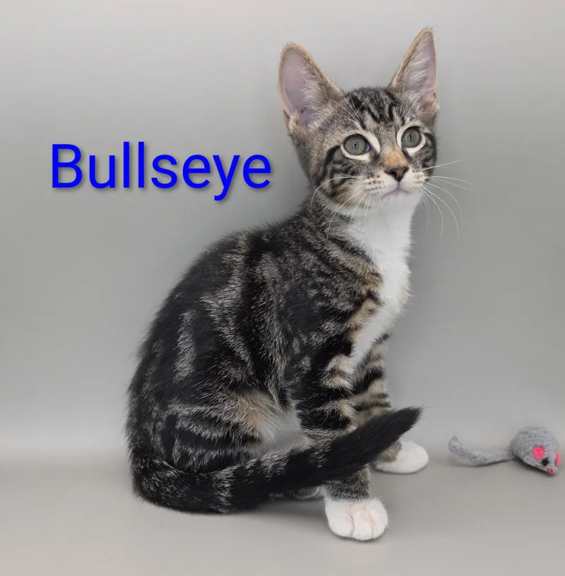 A baby medium-sized male Gray & White Domestic Short Hair cat named Bullseye .. for adoption in Apopka, FL