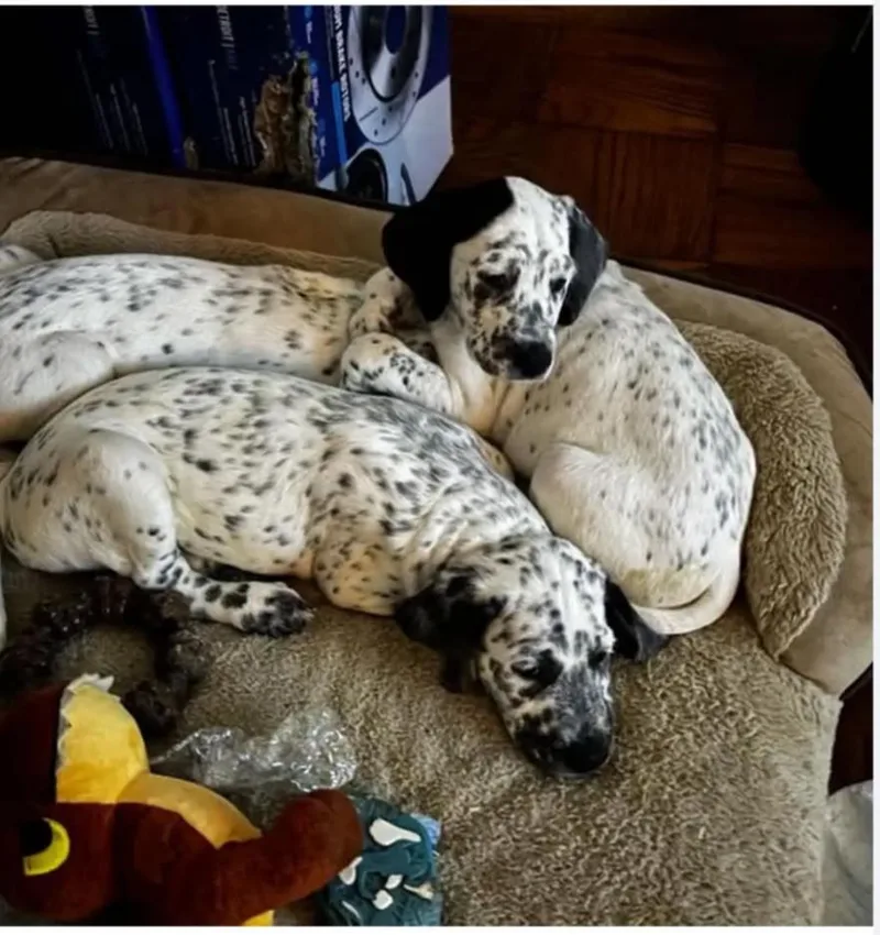 Freckles McDoodle thumbnail 2