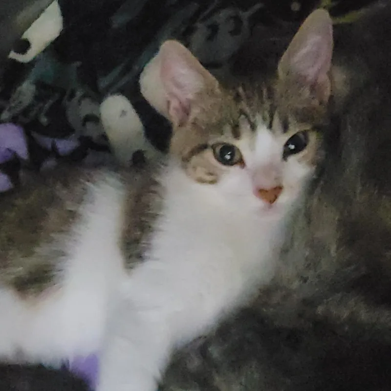 A baby small-sized male White Domestic Short Hair cat named Wolfman for adoption in Middleburg, FL