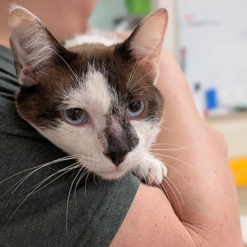A young medium-sized male Buff / Tan / Fawn Domestic Short Hair cat named Patrick for adoption in La Crescent, MN