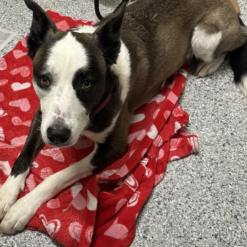 An adult medium-sized female Black Shepherd dog named Daphne for adoption in Converse, TX