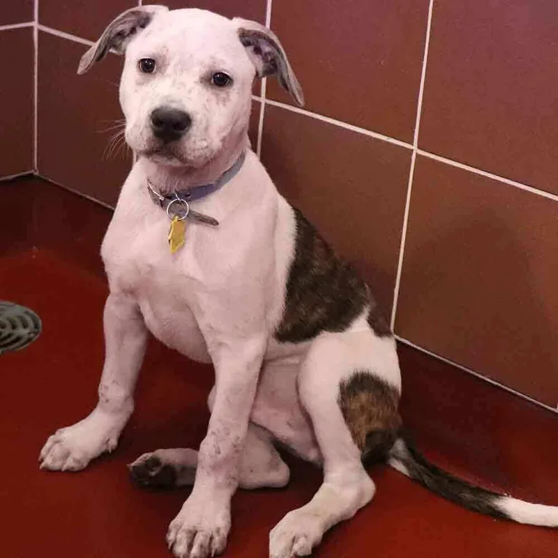 A baby small-sized male Mixed Breed dog named Snicker for adoption in Port Washington, NY