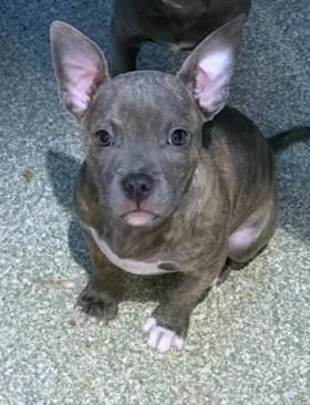 A baby small-sized female Pit Bull Terrier dog named Focaccia for adoption in Washington, DC