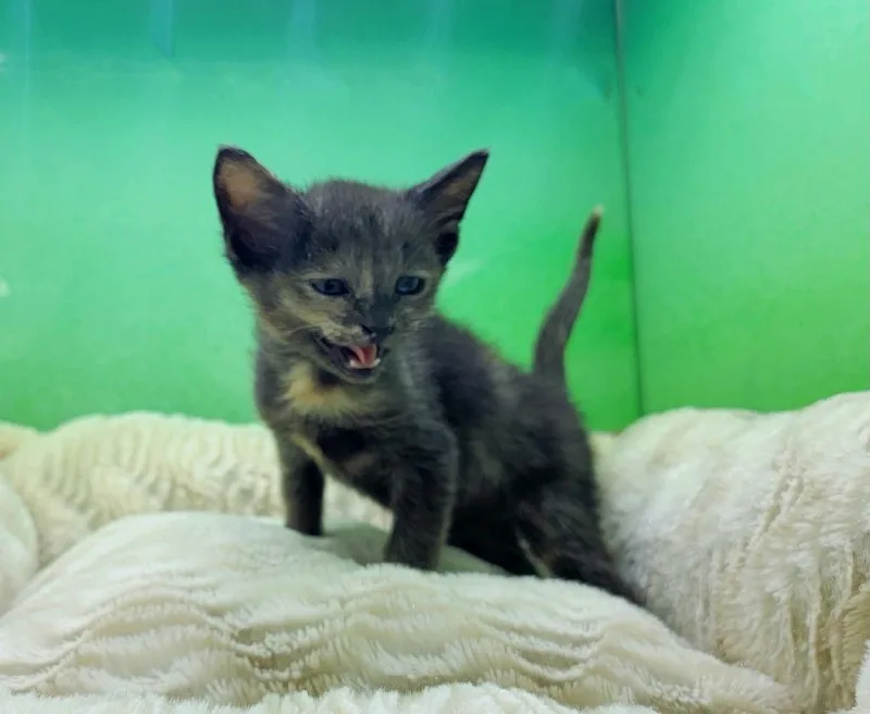A baby medium-sized female Domestic Short Hair cat named Darla for adoption in Hoover , AL