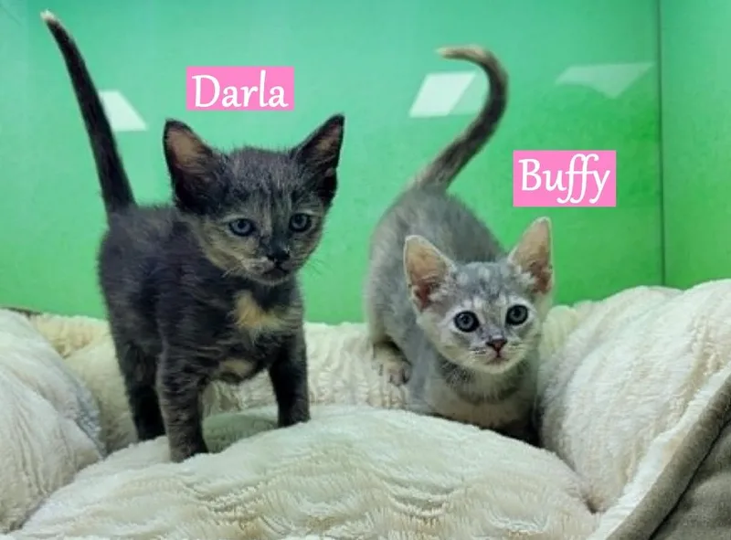 Darla thumbnail 2