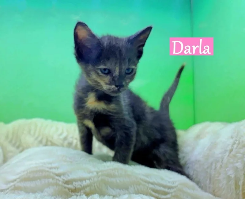 Darla thumbnail 3