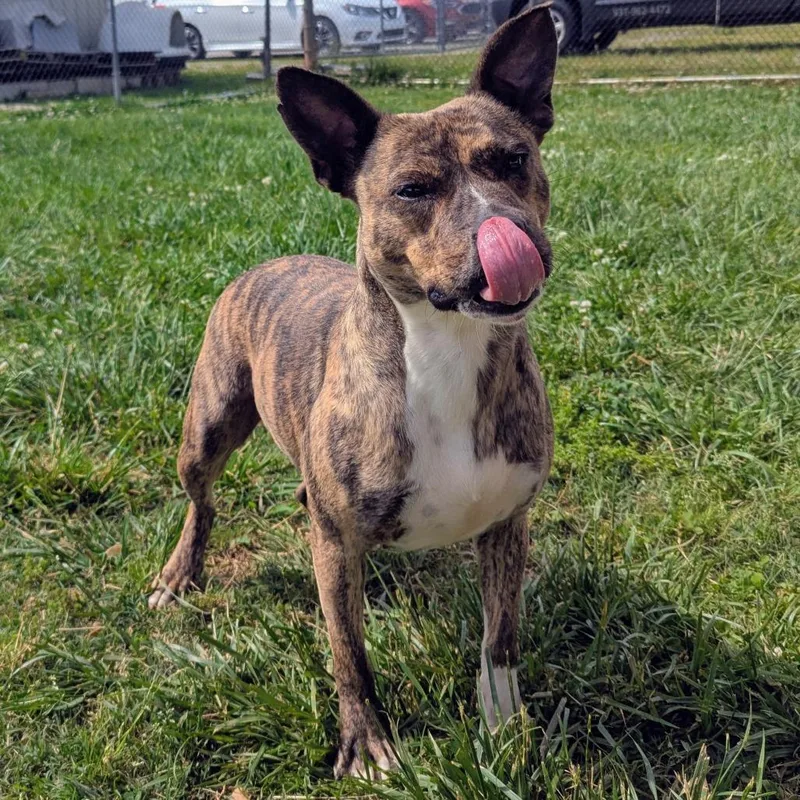 An adult medium-sized female Brindle Mixed Breed dog named Maine for adoption in Winchester, TN