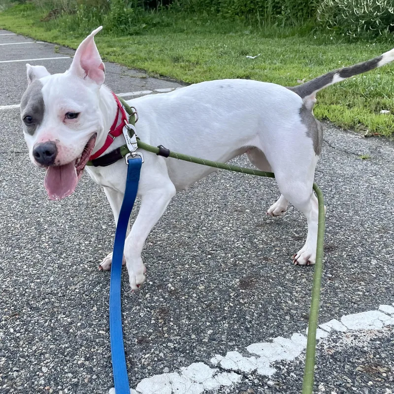 A young small-sized female White / Cream American Bully dog named Lily for adoption in West Milford, NJ