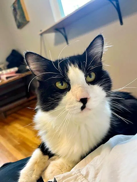 An adult medium-sized male Black & White / Tuxedo Domestic Short Hair cat named Teddy for adoption in Pittsburgh, PA