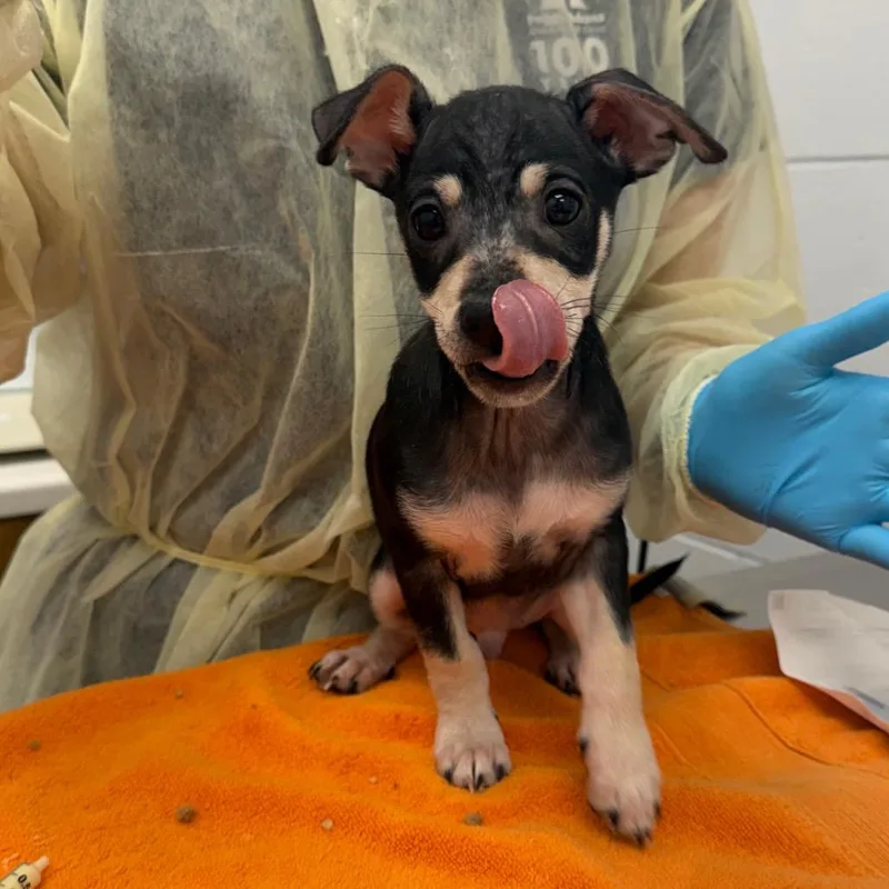 A young small-sized male Black Mixed Breed dog named Maximus for adoption in West Palm Beach, FL