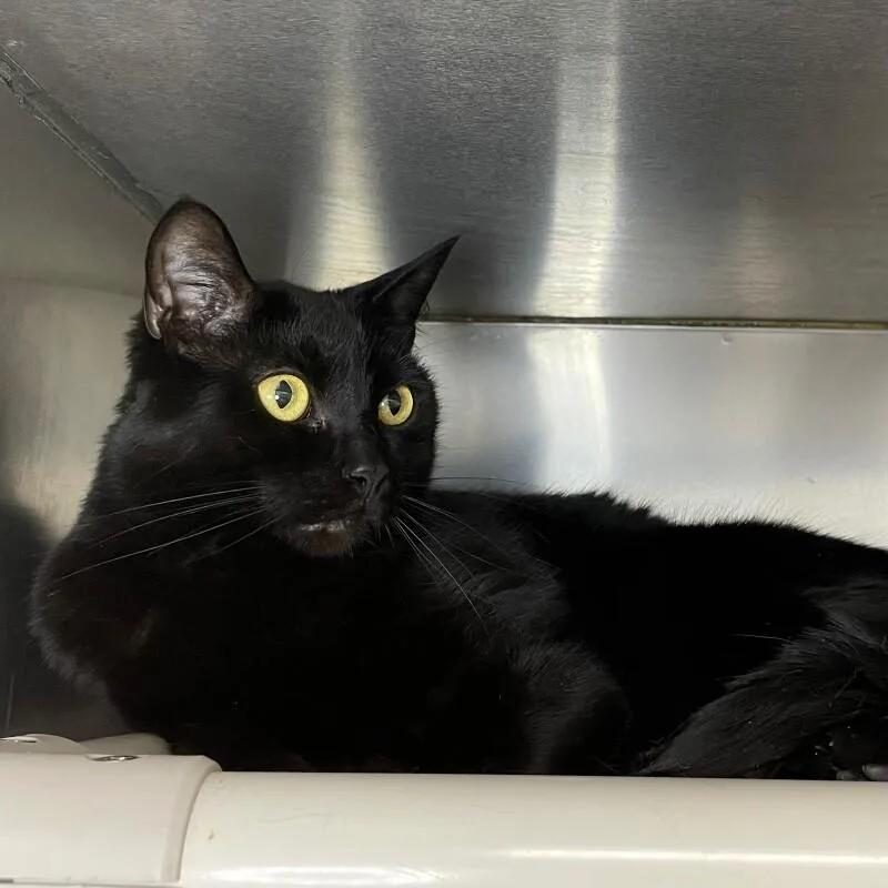 An adult medium-sized male Domestic Short Hair cat named Gomez for adoption in Roanoke, VA