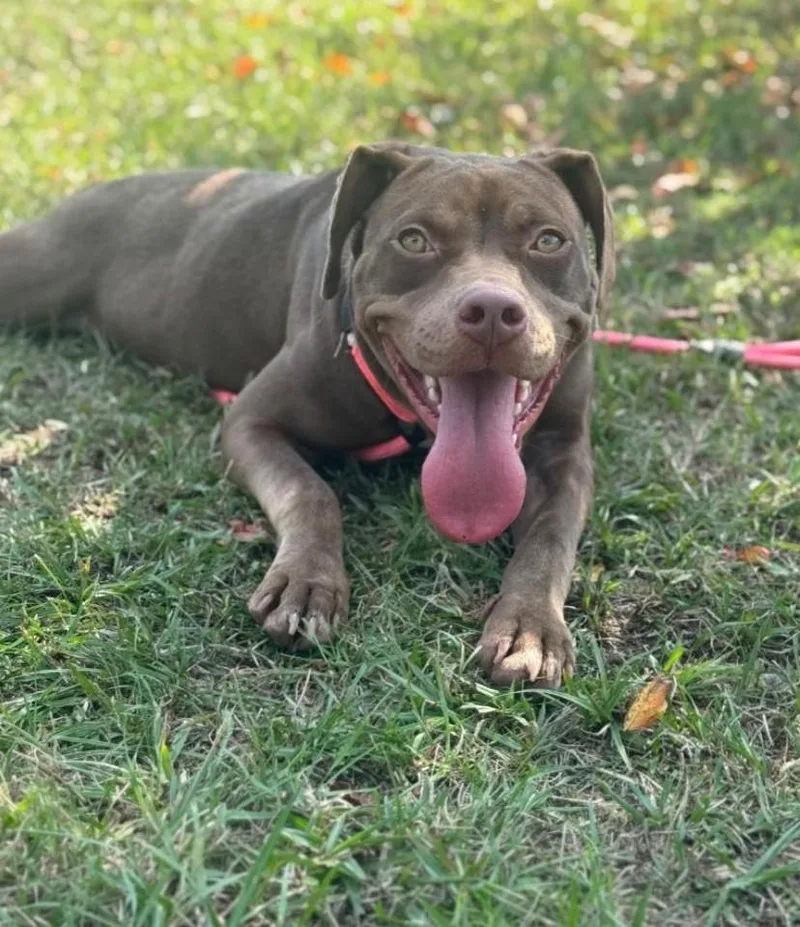 A young medium-sized female Brown / Chocolate Mixed Breed dog named Fiona for adoption in Orangeburg, SC