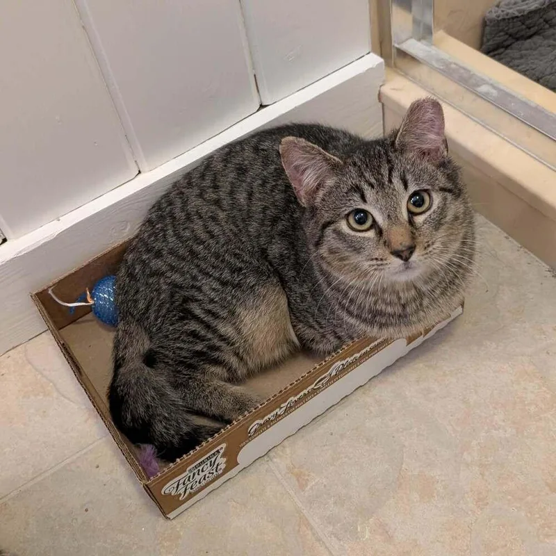 Bo Biscuit thumbnail 5