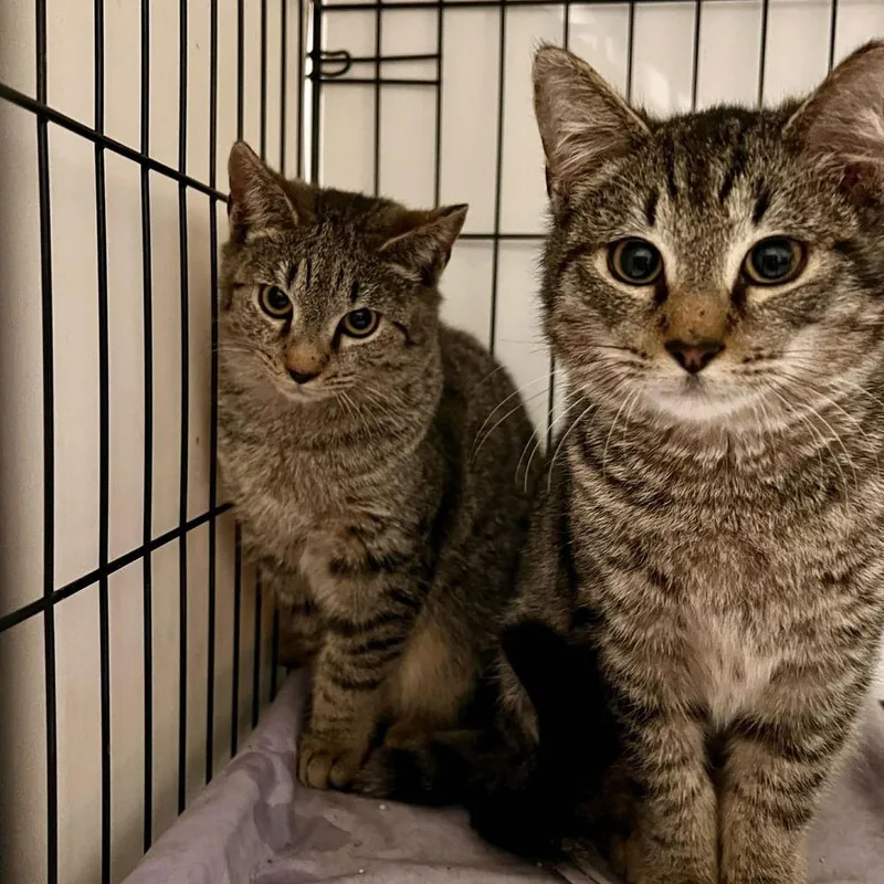 Bo Biscuit thumbnail 6