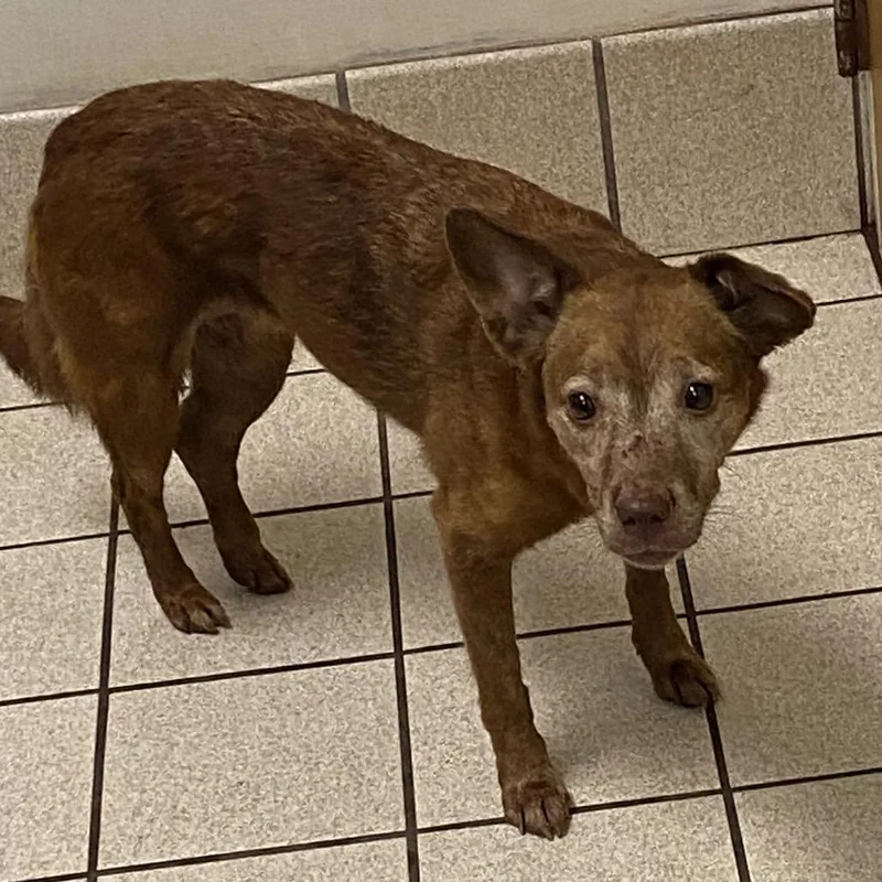 A senior small-sized female Red / Chestnut / Orange Mixed Breed dog named Patty Lynn Harriet aka for adoption in Charleston, WV