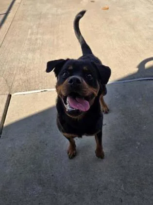 An adult large-sized female Rottweiler dog named Roxy for adoption in Westland, MI