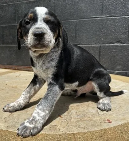 Patrick Star thumbnail 3