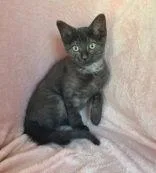 A baby medium-sized male Domestic Short Hair cat named 7055 (Rizo) for adoption in Lake City, MI