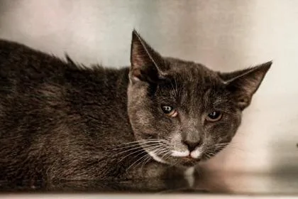 A baby small-sized female Domestic Short Hair cat named Uno for adoption in Dothan, AL