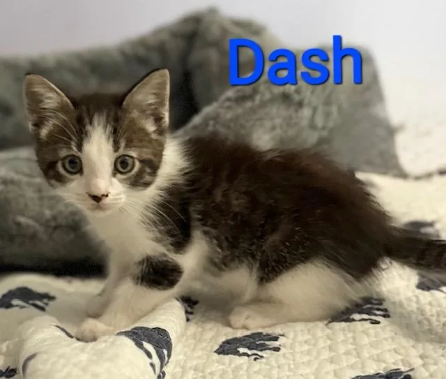 A baby medium-sized male Gray & White Domestic Short Hair cat named Dash for adoption in Mount Pleasant, SC