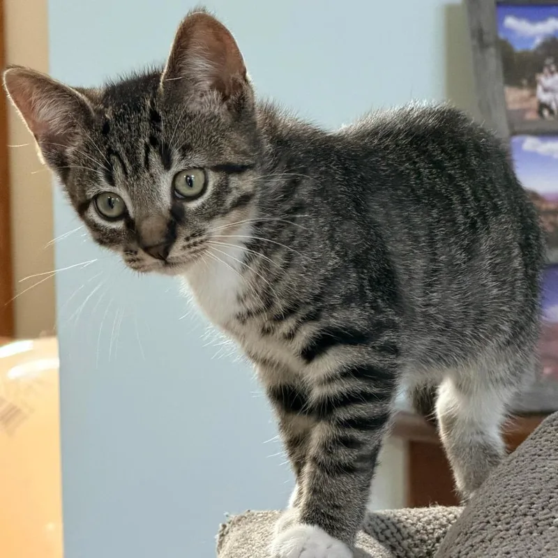 A baby small-sized female Brown / Chocolate Domestic Short Hair cat named Mecko for adoption in Woodbury, NJ
