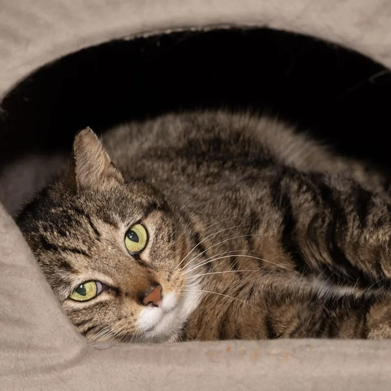 An adult medium-sized female Tabby (Brown / Chocolate) Domestic Short Hair cat named Anastasia for adoption in Victor, NY