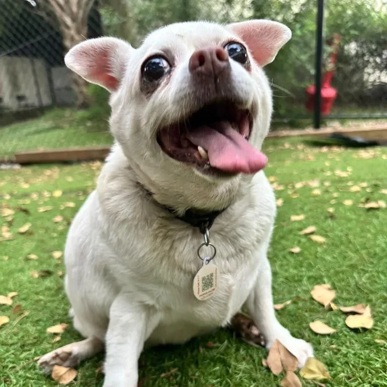 A senior small-sized female White / Cream Chihuahua dog named Molly for adoption in Lauderhill, FL